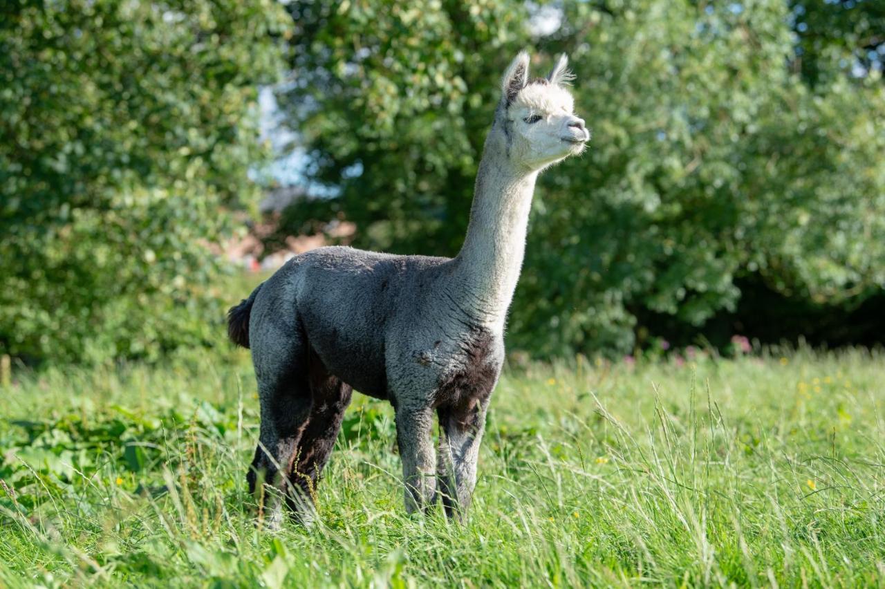 Vila Alpaca Fold Preston  Exteriér fotografie