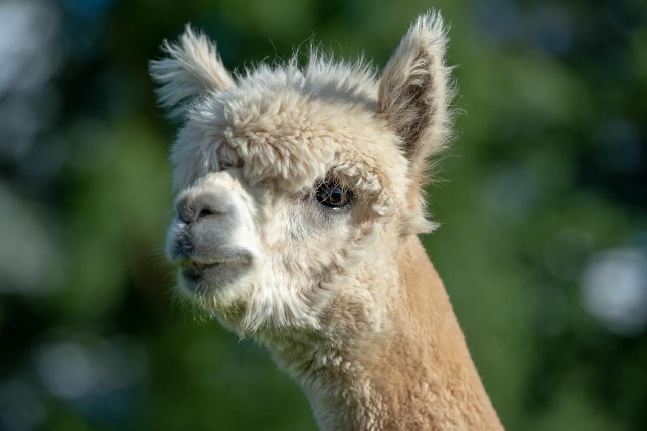 Vila Alpaca Fold Preston  Exteriér fotografie