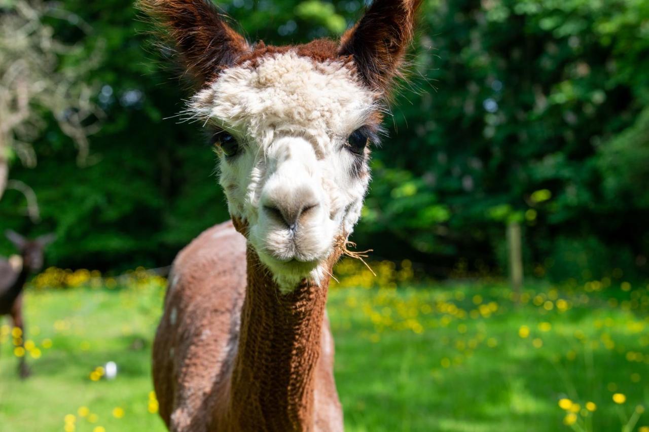 Vila Alpaca Fold Preston  Exteriér fotografie