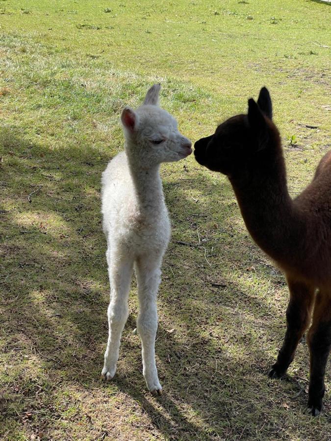 Vila Alpaca Fold Preston  Exteriér fotografie