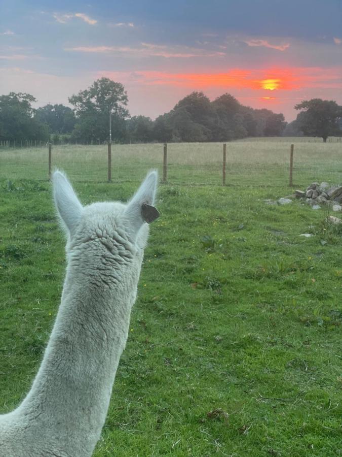 Vila Alpaca Fold Preston  Exteriér fotografie